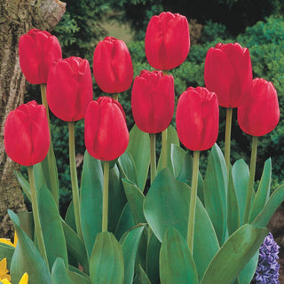 Red Matador Jumbo Perennial Tulip Seeds